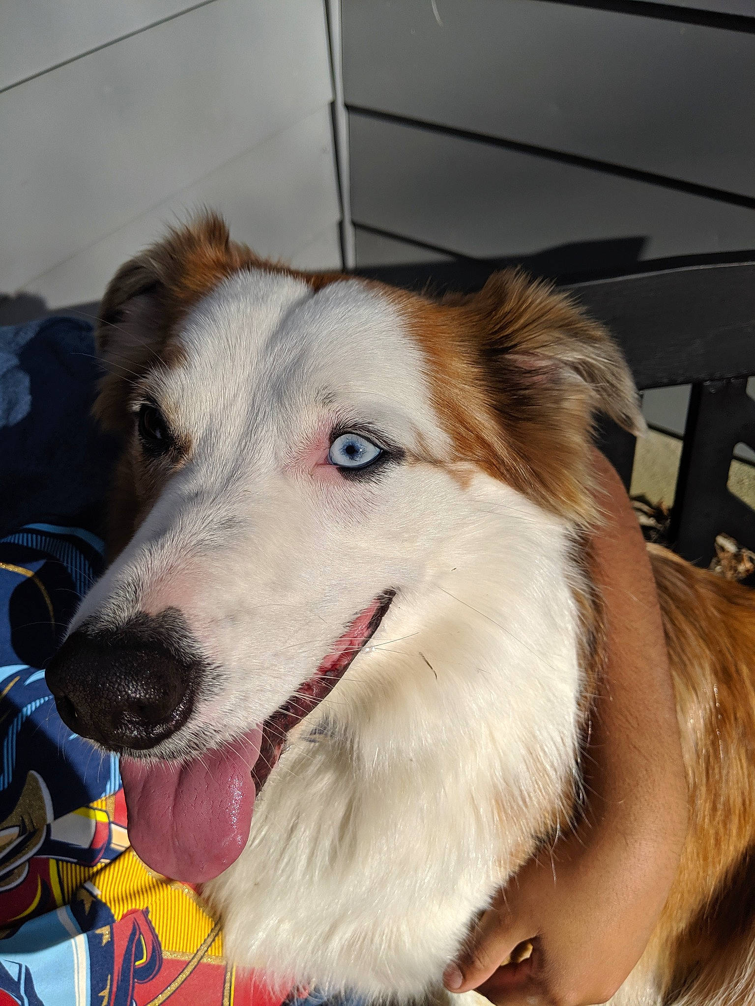 Kate is registered to the contest to win money with this photo: australian_collie, border_collie, canidae, carnivore, collie, companion_dog, dog, dog_breed, mammal, rare_breed_dog, rough_collie, scotch_collie, shetland_sheepdog, silken_windhound, snout, sporting_group, vertebrate, welsh_sheepdog, working_dog