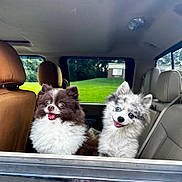 Roxie And Ringo is registered to the contest to win money with this photo: dog, car, window, happy, fluffy, pet, animal, backseat, inside, brown_dog, white_dog, two_dogs, seat, seatbelt, green_grass, outdoor, tongue_out, cute, companion, portrait
