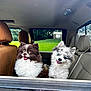 dog, car, window, happy, fluffy, pet, animal, backseat, inside, brown_dog, white_dog, two_dogs, seat, seatbelt, green_grass, outdoor, tongue_out, cute, companion, portrait