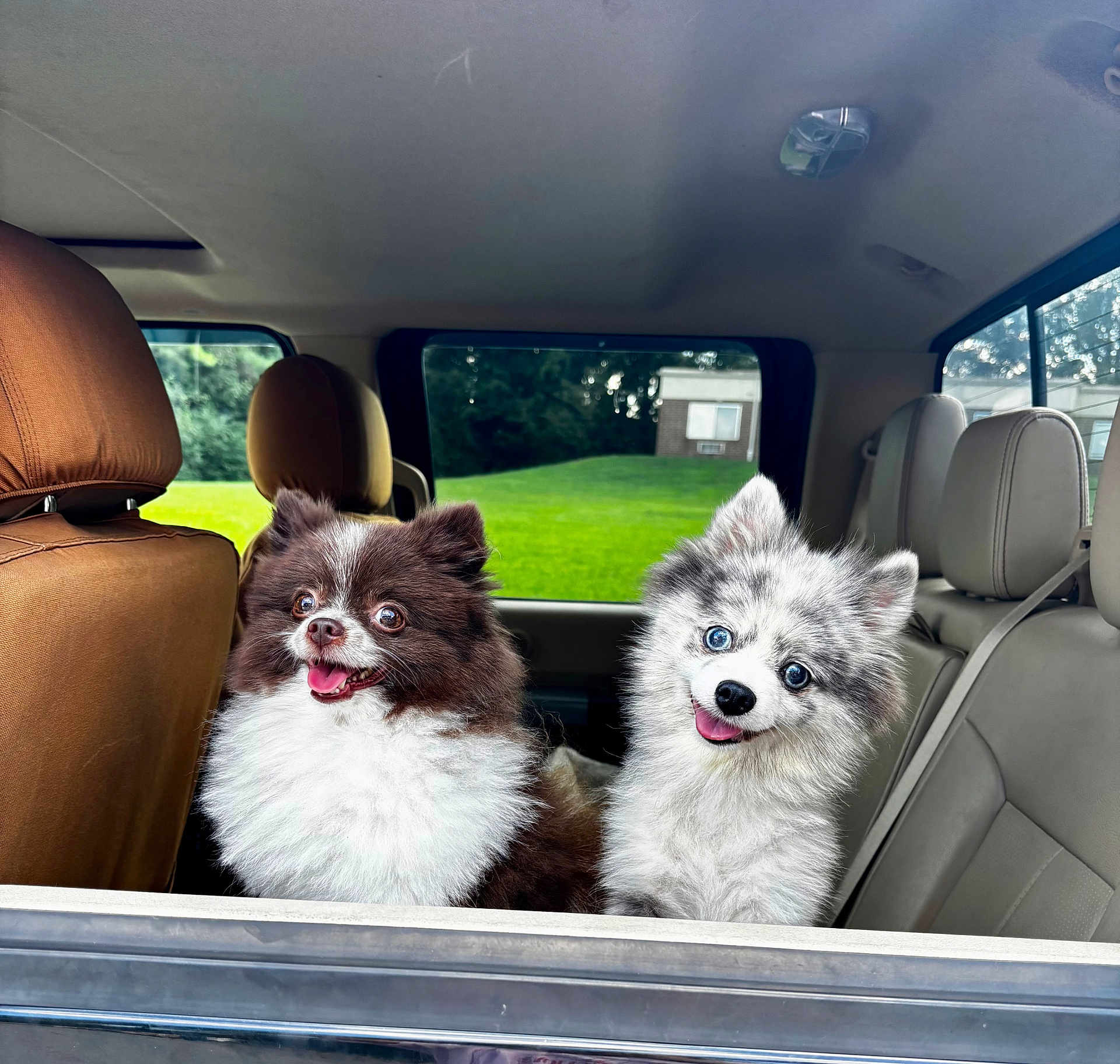 Roxie And Ringo