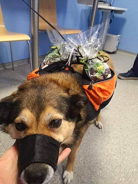 Grey a rejoint le concours — aidez-le/la à gagner de superbes lots ! canidae, carnivore, chair, collar, companion_dog, dog, dog_breed, dog_supply, east_european_shepherd, event, fawn, flooring, fur, german_shepherd_dog, herding_dog, snout, sporting_group, terrestrial_animal, working_animal, working_dog