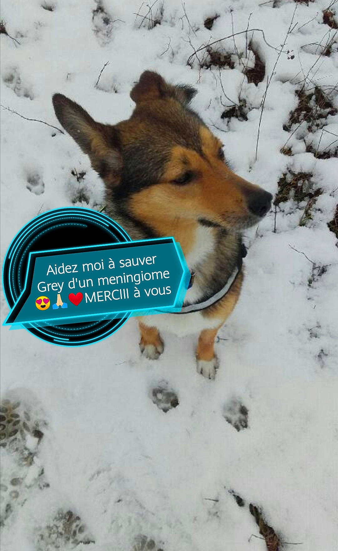 Grey a rejoint le concours — aidez-le/la à gagner de superbes lots ! canidae, carnivore, companion_dog, dog, dog_breed, dog_supply, fawn, fox, freezing, mammal, pack_animal, photo_caption, snout, snow, spitz, sporting_group, tail, vertebrate, wildlife, winter