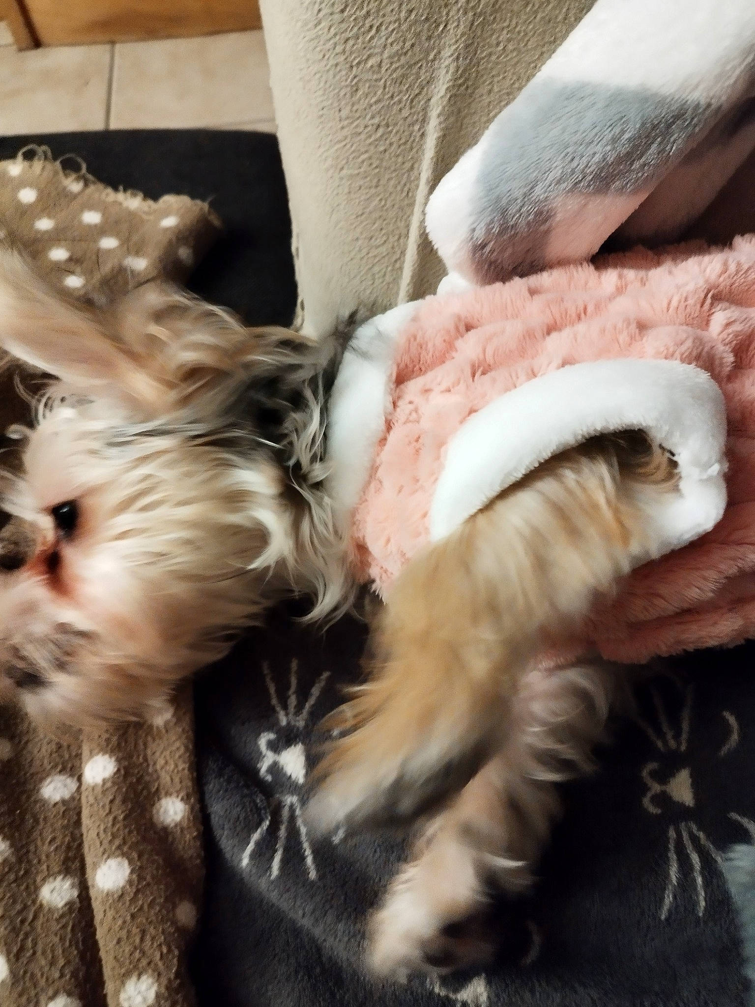 Maya a rejoint le concours — aidez-le/la à gagner de superbes lots ! canidae, carnivore, claw, comfort, companion_dog, dog, dog_breed, fashion_accessory, fawn, felidae, fur, human_leg, mammal, paw, small_to_medium_sized_cats, snout, sporting_group, tail, toy_dog, whiskers