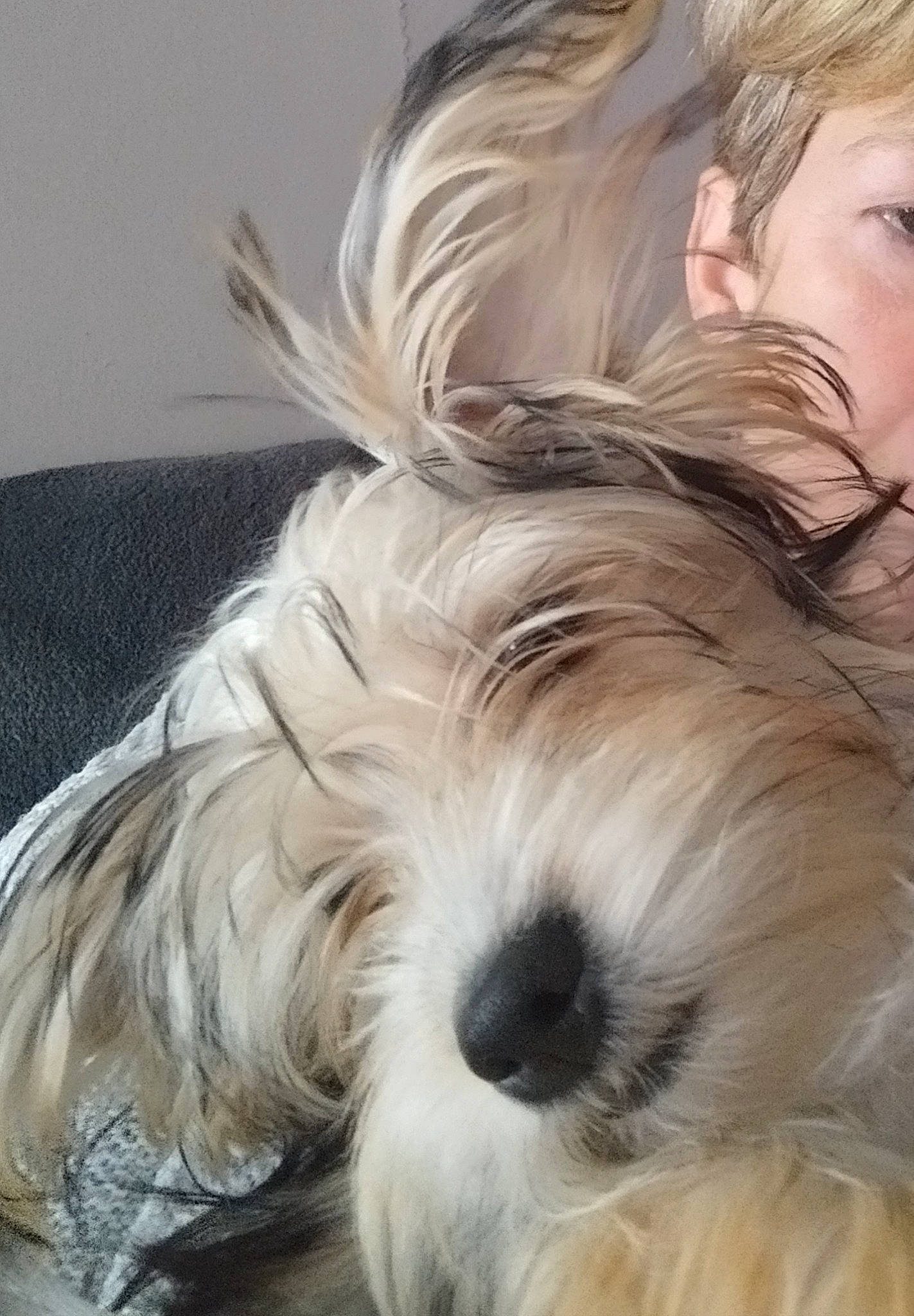 Maya participe au concours pour gagner de l'argent avec cette photo : biewer_terrier, canidae, carnivore, comfort, companion_dog, dog, dog_breed, fur, liver, maltepoo, non_sporting_group, small_terrier, snout, sporting_group, terrier, toy_dog, working_animal