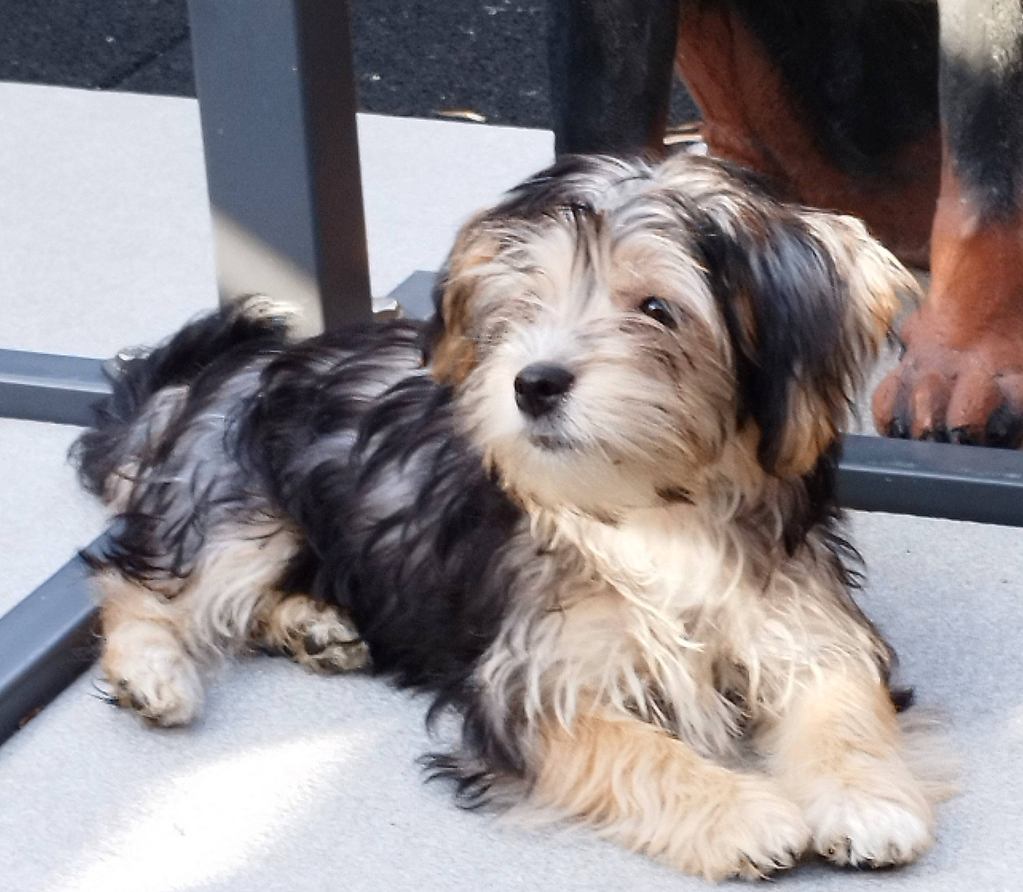 Maya participe au concours pour gagner de l'argent avec cette photo : biewer_terrier, canidae, carnivore, companion_dog, dog, dog_breed, dog_supply, fur, liver, mal_shi, maltepoo, poodle_crossbreed, shih_poo, small_terrier, snout, sporting_group, terrier, toy_dog, working_animal, yorkipoo