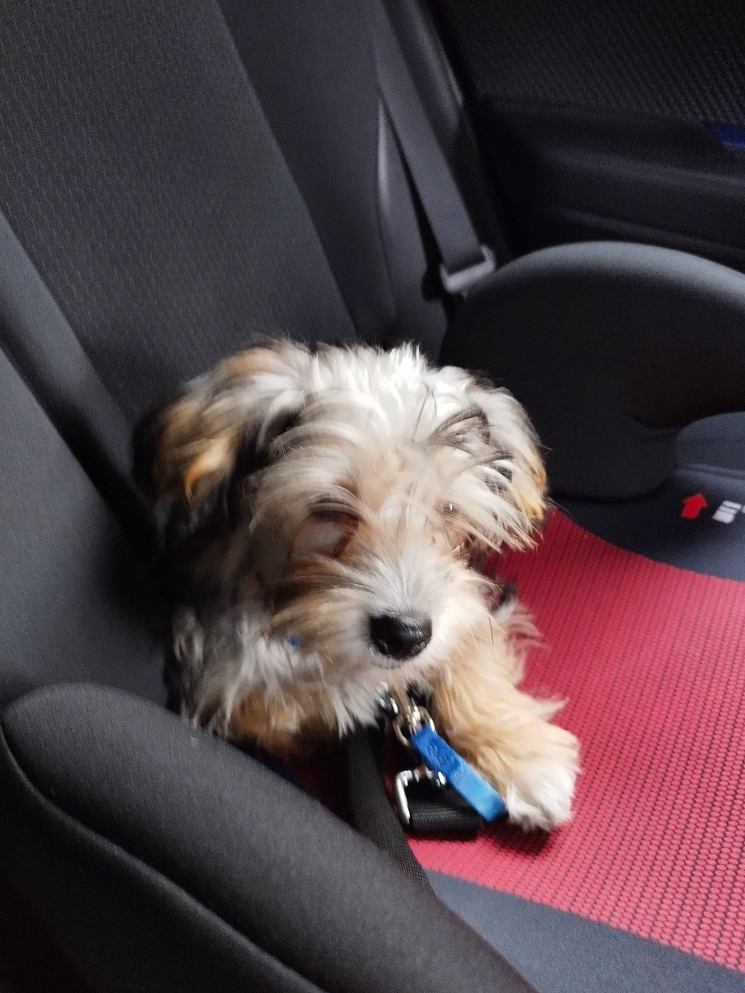 Maya participe au concours pour gagner de l'argent avec cette photo : auto_part, canidae, car_seat, carnivore, comfort, companion_dog, dog, dog_breed, fur, maltepoo, small_terrier, snout, sporting_group, terrier, toy_dog, working_animal