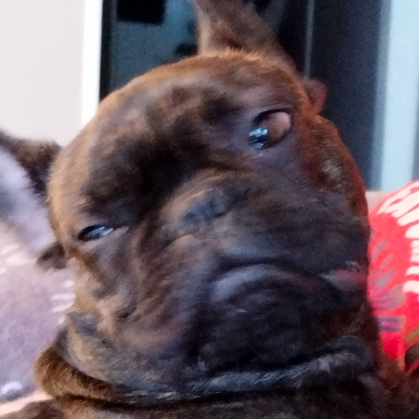 Yoda a rejoint le concours — aidez-le/la à gagner de superbes lots ! canidae, carnivore, collar, companion_dog, dog, dog_breed, dog_collar, ear, fawn, fur, guard_dog, liver, non_sporting_group, snout, sporting_group, terrestrial_animal, whiskers, working_animal, working_dog, wrinkle