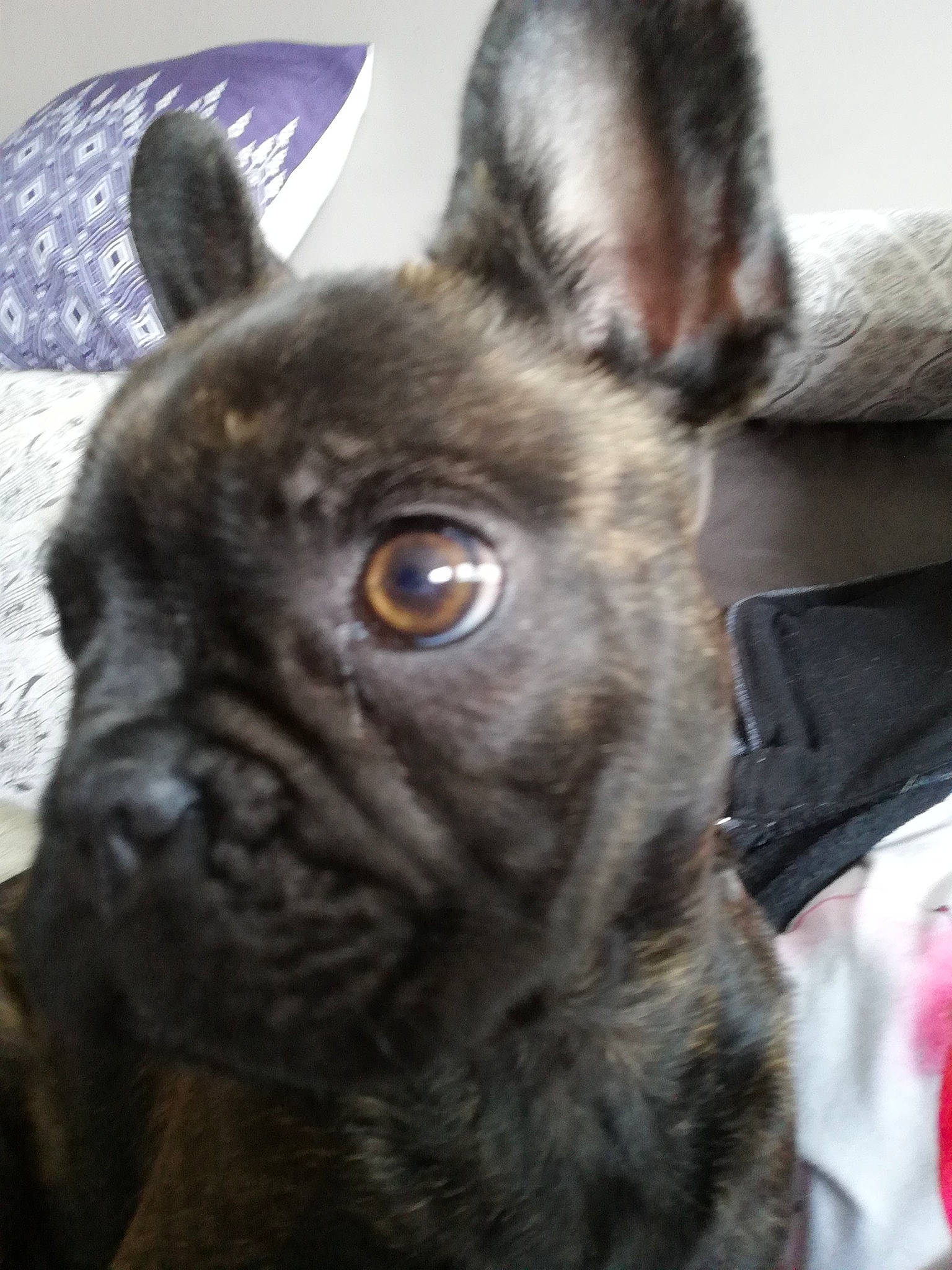 Yoda participe au concours pour gagner de l'argent avec cette photo : canidae, carnivore, close_up, collar, companion_dog, dog, dog_breed, ear, fawn, french_bulldog, fur, non_sporting_group, snout, terrestrial_animal, toy_dog, whiskers, working_animal, wrinkle