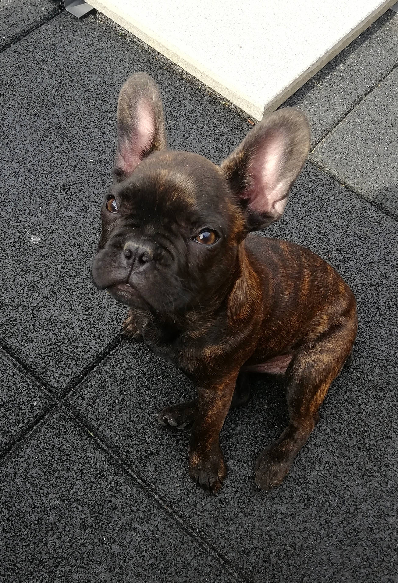 Yoda a rejoint le concours — aidez-le/la à gagner de superbes lots ! bulldog, canidae, carnivore, companion_dog, dog, dog_breed, ear, eye, fawn, flooring, french_bulldog, liver, road_surface, snout, sporting_group, terrestrial_animal, toy_dog, whiskers, working_animal, wrinkle