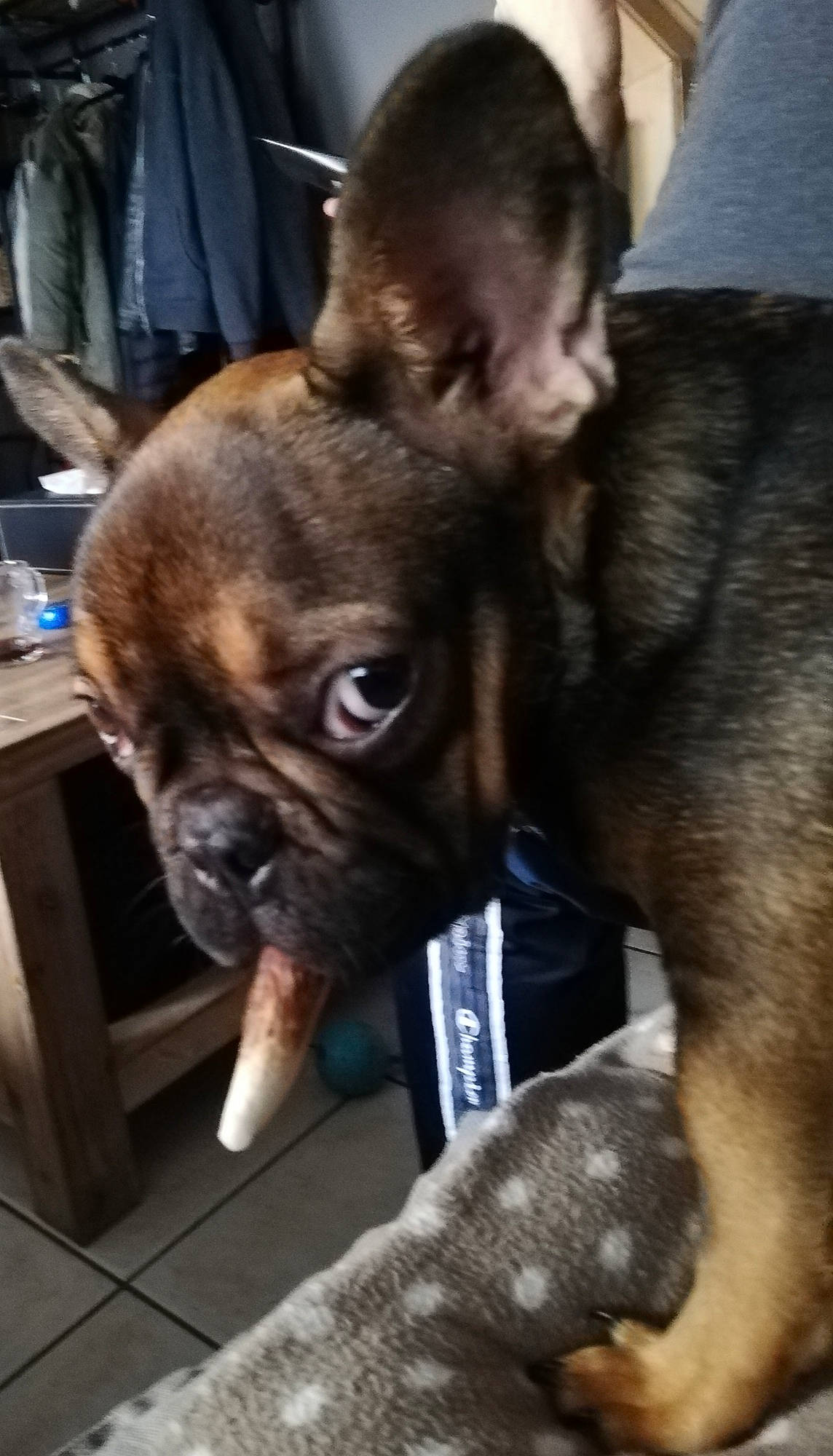 Leo a rejoint le concours — aidez-le/la à gagner de superbes lots ! bulldog, canidae, carnivore, companion_dog, dog, dog_breed, ear, fawn, french_bulldog, fur, liver, molosser, pug, reflex_camera, snout, sporting_group, toy_dog, whiskers, working_animal, wrinkle