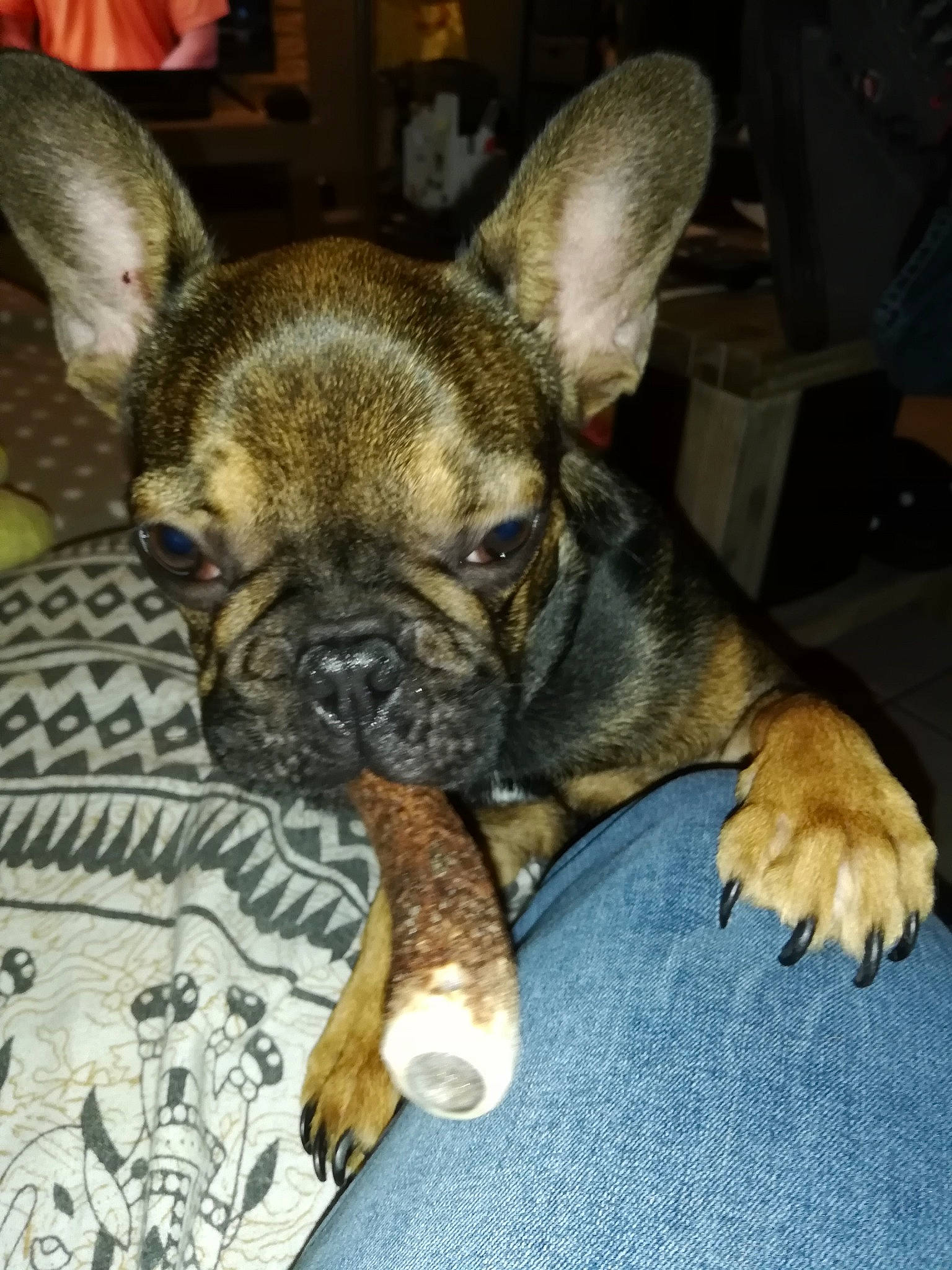 Leo a rejoint le concours — aidez-le/la à gagner de superbes lots ! biting, bulldog, canidae, carnivore, comfort, companion_dog, dog, dog_breed, ear, fawn, french_bulldog, fur, non_sporting_group, sporting_group, terrestrial_animal, toy_dog, whiskers, working_animal, wrinkle