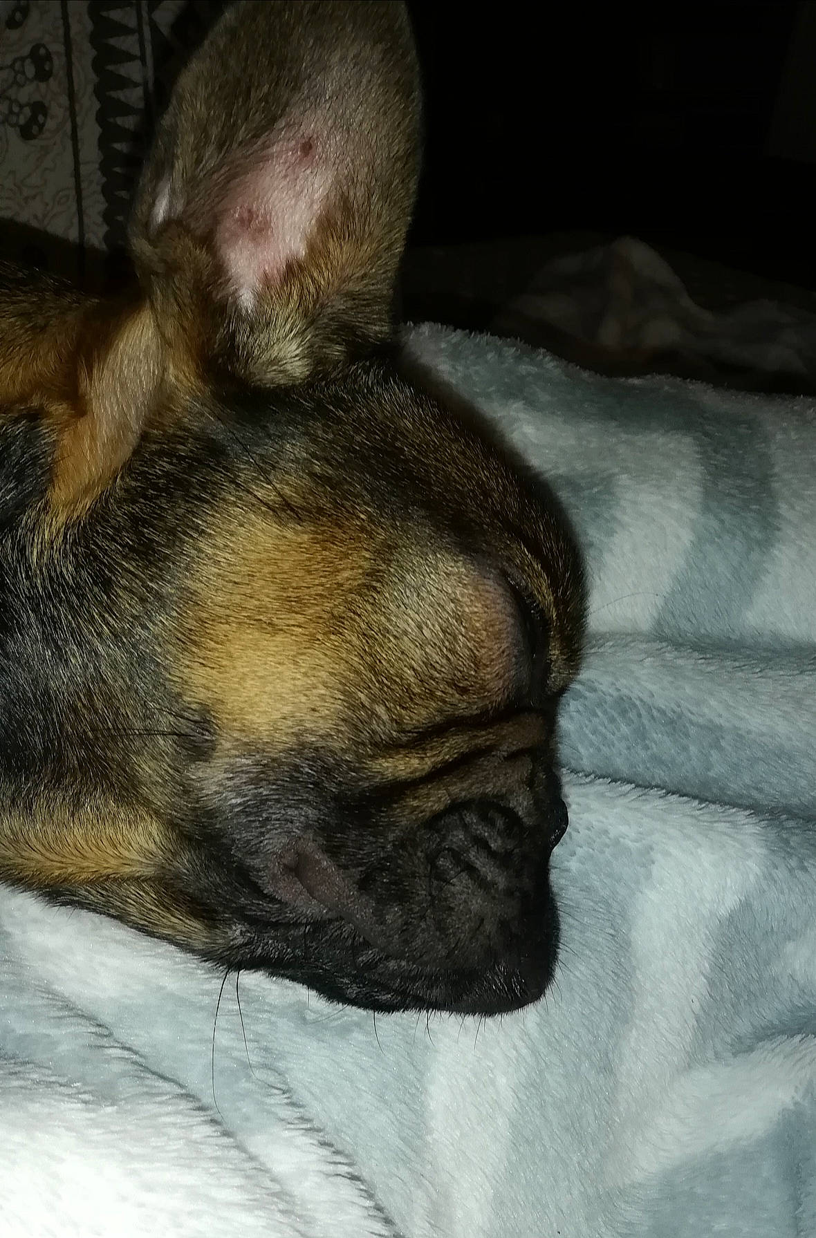 Leo participe au concours pour gagner de l'argent avec cette photo : bulldog, carnivore, comfort, companion_dog, dog, dog_breed, ear, fawn, felidae, fur, linens, liver, paw, snout, tail, terrestrial_animal, toy_dog, whiskers, working_animal, wrinkle