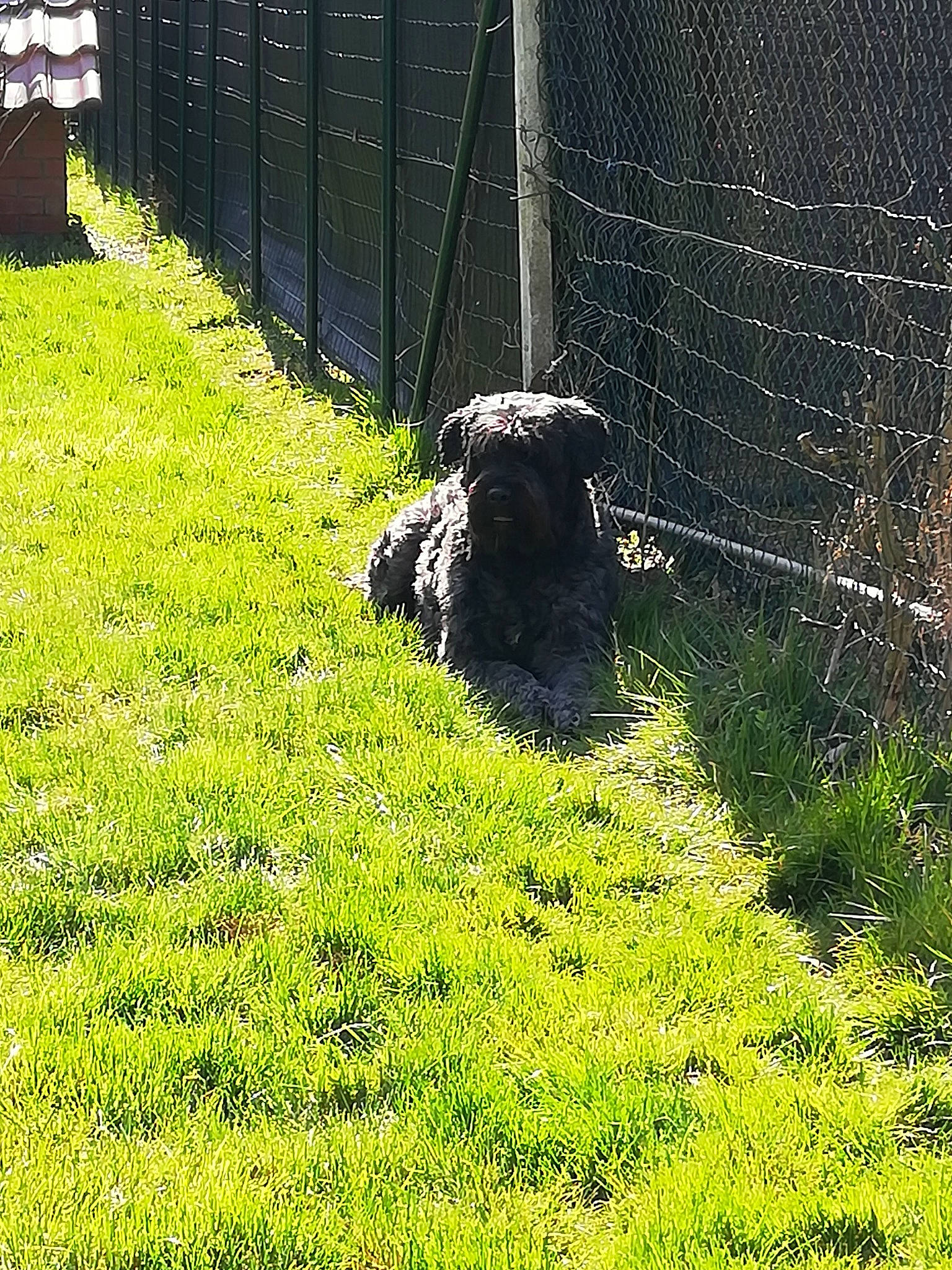 Joy participe au concours pour gagner de l'argent avec cette photo : canidae, carnivore, companion_dog, dog, dog_breed, fence, grass, grass_family, grassland, groundcover, home_fencing, lawn, mesh, pasture, people_in_nature, plant, shrub, terrestrial_animal, wire_fencing, working_animal