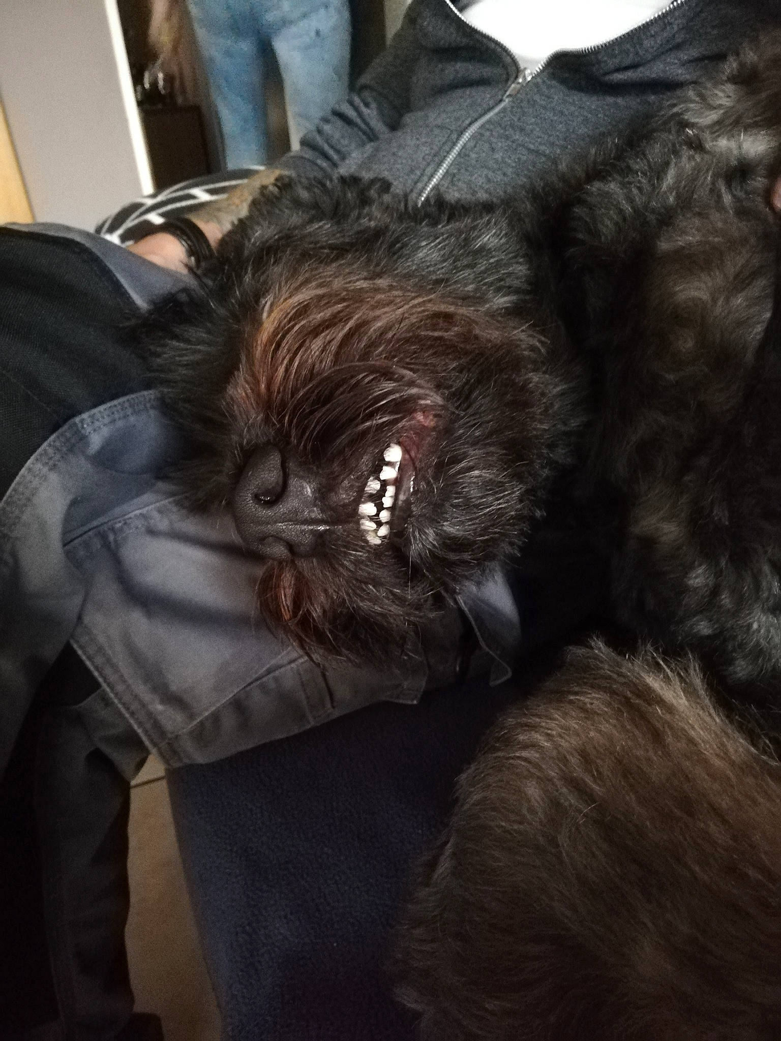 Joy a rejoint le concours — aidez-le/la à gagner de superbes lots ! canidae, carnivore, claw, comfort, companion_dog, dog, dog_breed, ear, felidae, fur, grey, liver, small_to_medium_sized_cats, snout, sporting_group, tail, toy_dog, whiskers, working_animal, wrinkle