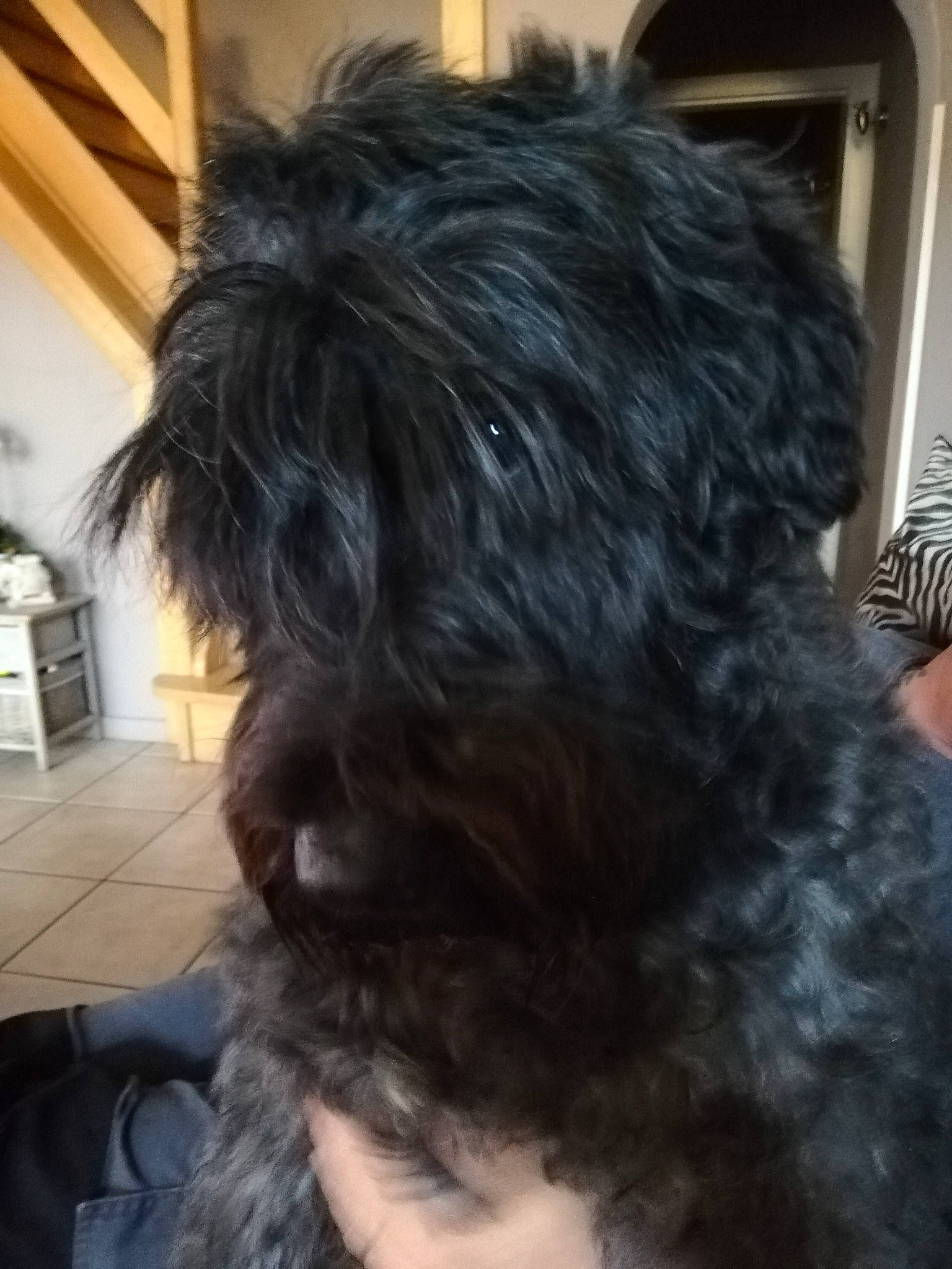 Joy a rejoint le concours — aidez-le/la à gagner de superbes lots ! canidae, carnivore, companion_dog, dog, dog_breed, fur, liver, maltepoo, non_sporting_group, picture_frame, small_terrier, snout, sporting_group, terrier, toy_dog, water_dog, working_animal