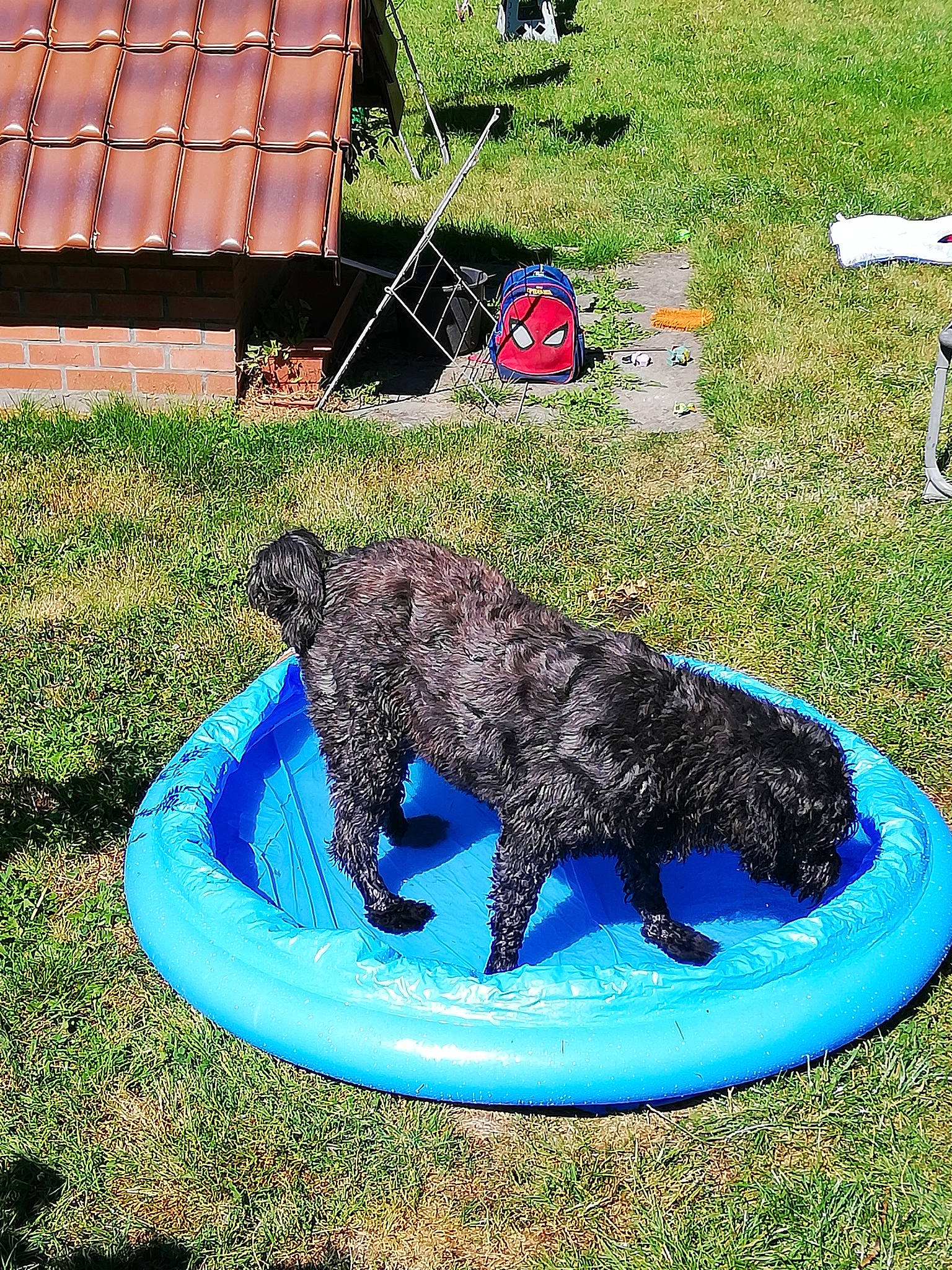 Joy a rejoint le concours — aidez-le/la à gagner de superbes lots ! blue, canidae, carnivore, chair, companion_dog, dog, dog_breed, dog_sports, dog_supply, electric_blue, grass, green, groundcover, lawn, leisure, outdoor_furniture, sporting_group, tail, toy_dog, water_dog