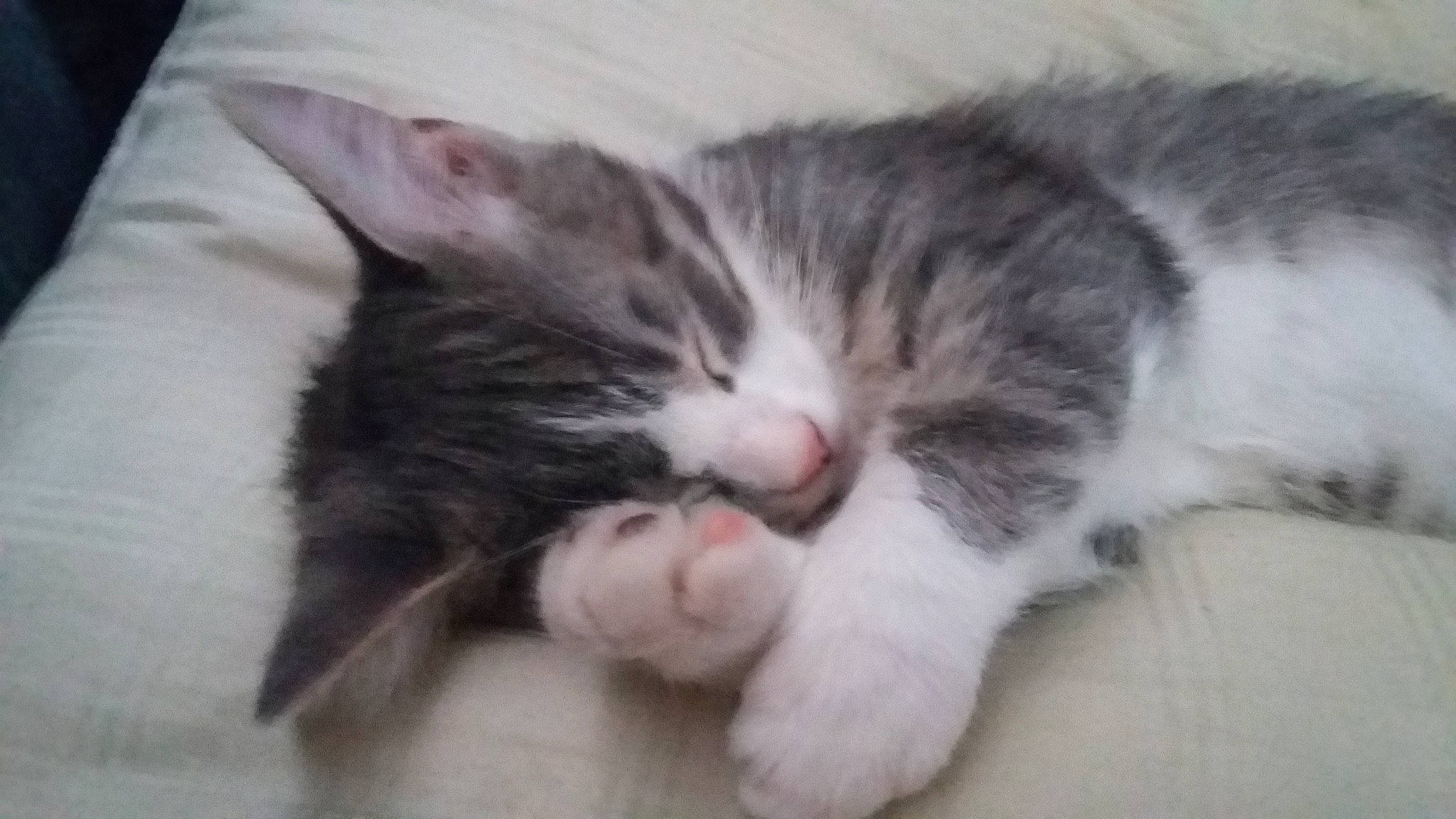 Tieabow is registered to the contest to win money with this photo: carnivore, cat, claw, comfort, domestic_short_haired_cat, eye, felidae, flooring, foot, fur, nap, paw, sleep, small_to_medium_sized_cats, snout, tail, whiskers