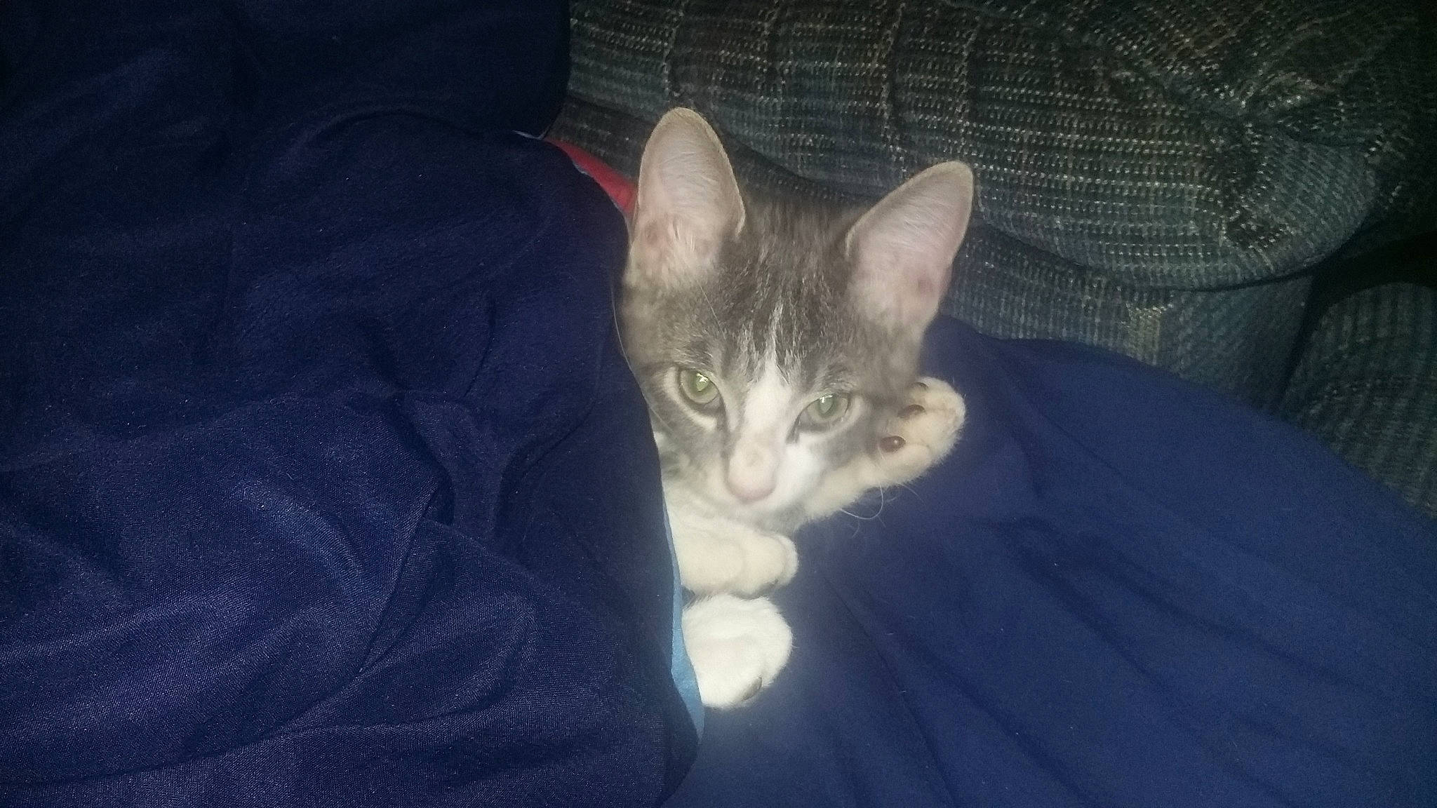 Tieabow is registered to the contest to win money with this photo: carnivore, cat, comfort, couch, darkness, domestic_short_haired_cat, ear, electric_blue, felidae, fur, jaw, paw, small_to_medium_sized_cats, tail, whiskers