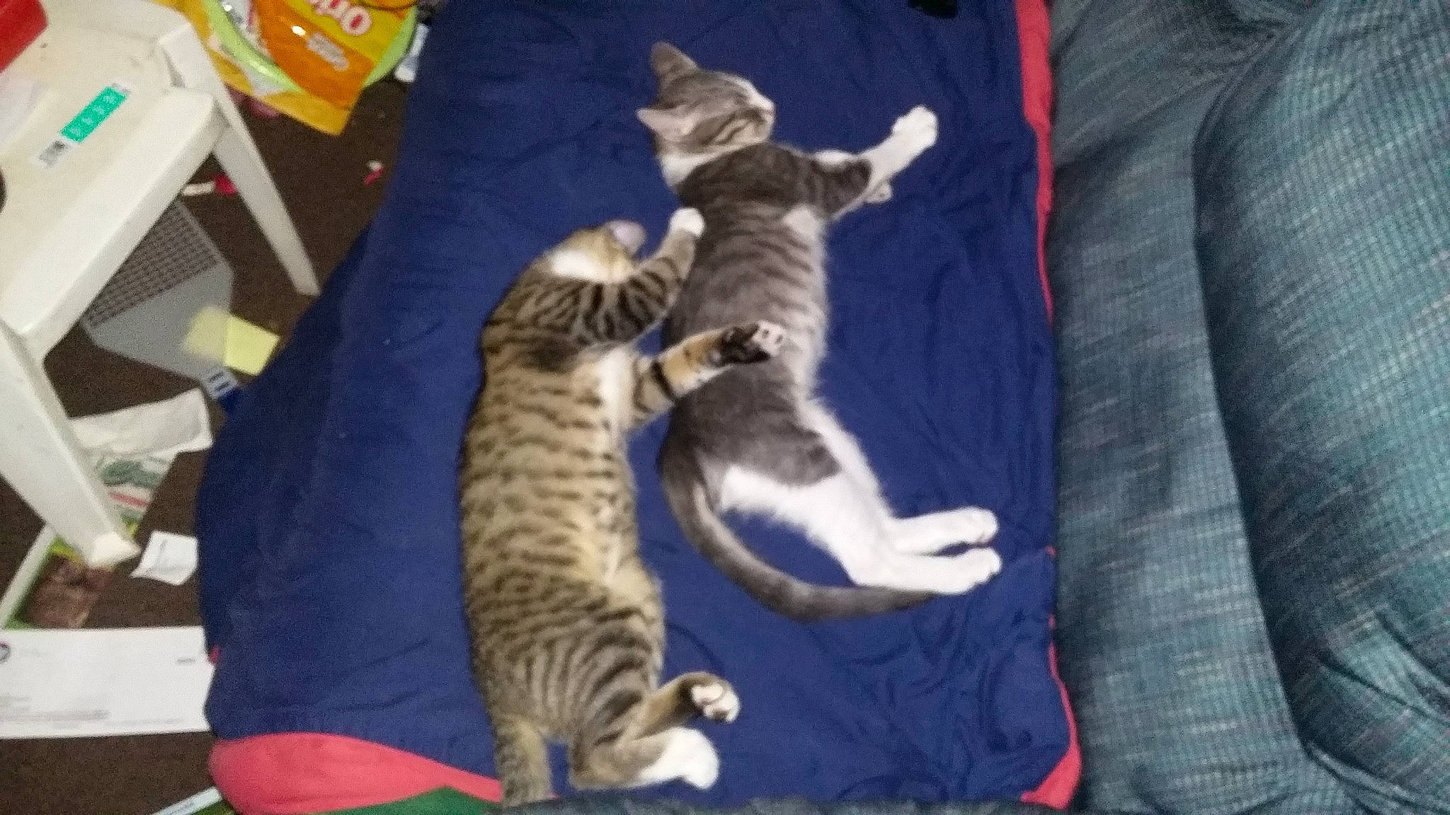 Tieabow joined the competition — help win amazing prizes! carnivore, cat, claw, comfort, domestic_short_haired_cat, electric_blue, felidae, fur, lap, paw, small_to_medium_sized_cats, tail, whiskers