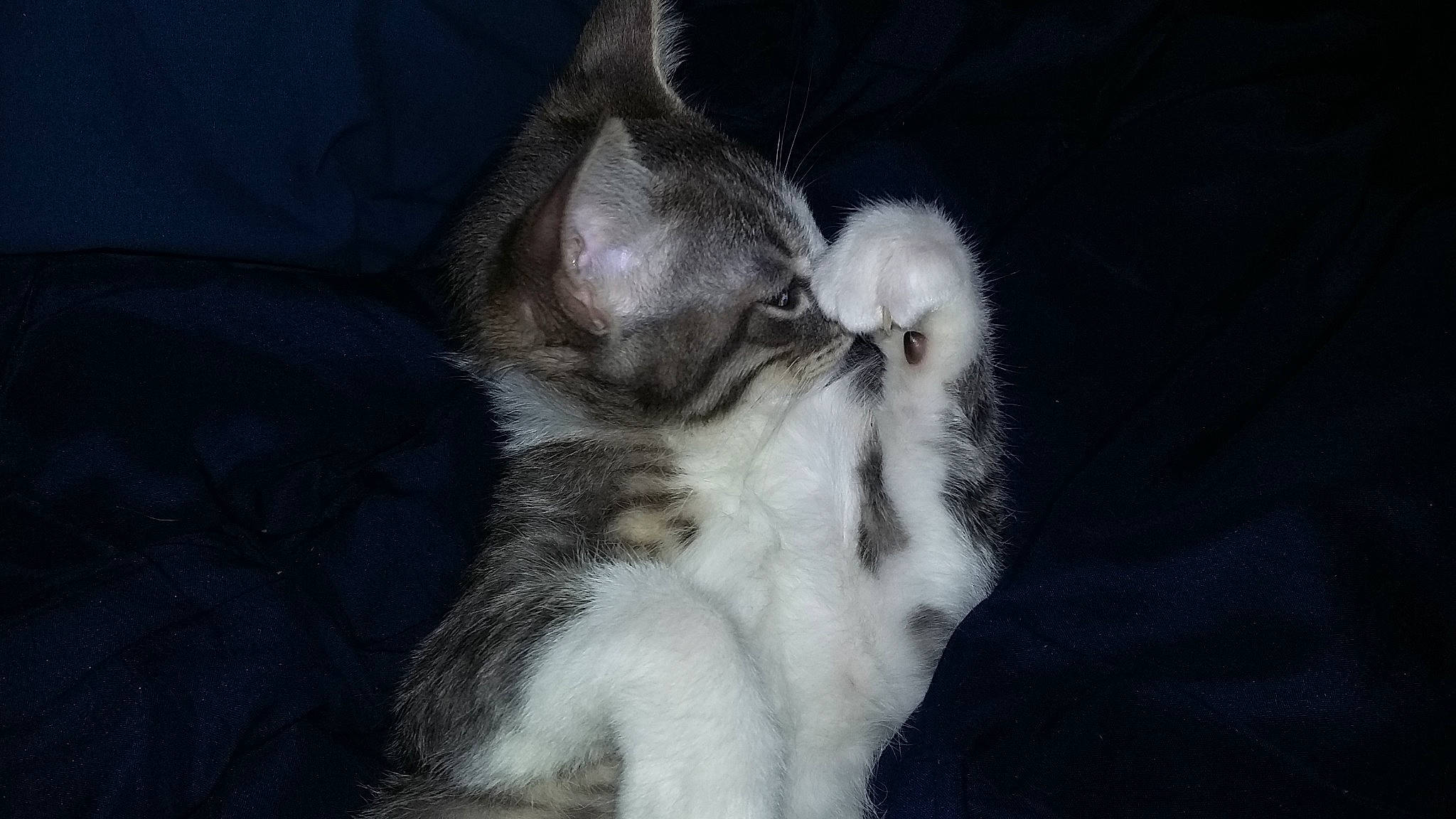 Tieabow is registered to the contest to win money with this photo: canidae, carnivore, cat, claw, comfort, darkness, dog_breed, domestic_short_haired_cat, fawn, felidae, fur, gesture, grey, human_leg, nap, paw, small_to_medium_sized_cats, tail, whiskers, wildlife