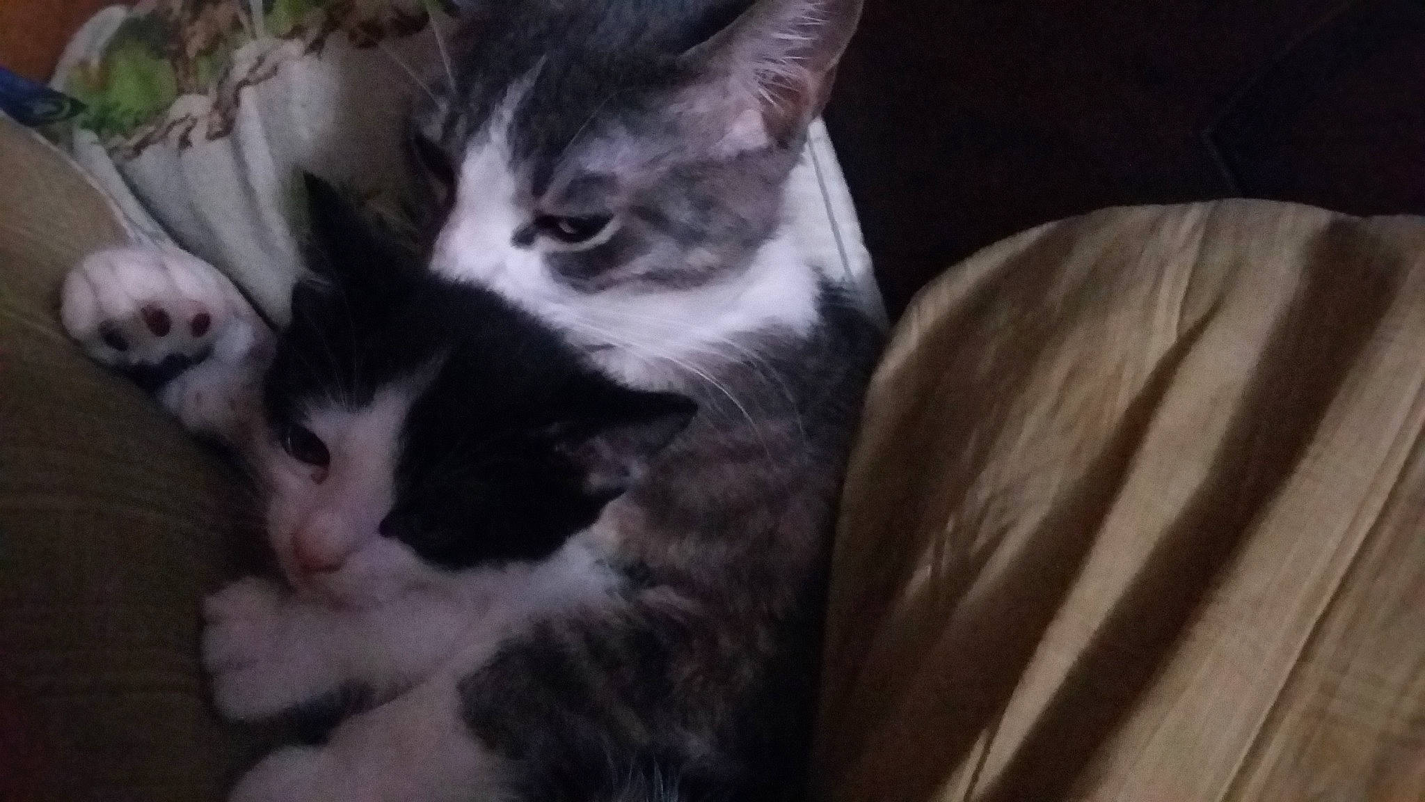 Tieabow joined the competition — help win amazing prizes! carnivore, cat, claw, comfort, domestic_short_haired_cat, eye, felidae, fur, monochrome_photography, nap, paw, photo_caption, plant, small_to_medium_sized_cats, snout, tail, tree, whiskers