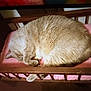 cat, sleeping, bed, wooden_bed, pink_cushion, cozy, feline, indoor, fur, curled_up, resting, pet, animal, cute, domestic_cat, quiet, relaxation, soft, home, nap