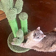 Meesha joined the competition — help win amazing prizes! cat, gray_cat, indoor, floor, scratching_post, cactus_shaped, pet, feline, curious, blue_eyes, cozy, texture, animal, relaxed, clawing, toy, home, wooden_furniture, brown_floor, close_up