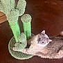 cat, gray_cat, indoor, floor, scratching_post, cactus_shaped, pet, feline, curious, blue_eyes, cozy, texture, animal, relaxed, clawing, toy, home, wooden_furniture, brown_floor, close_up