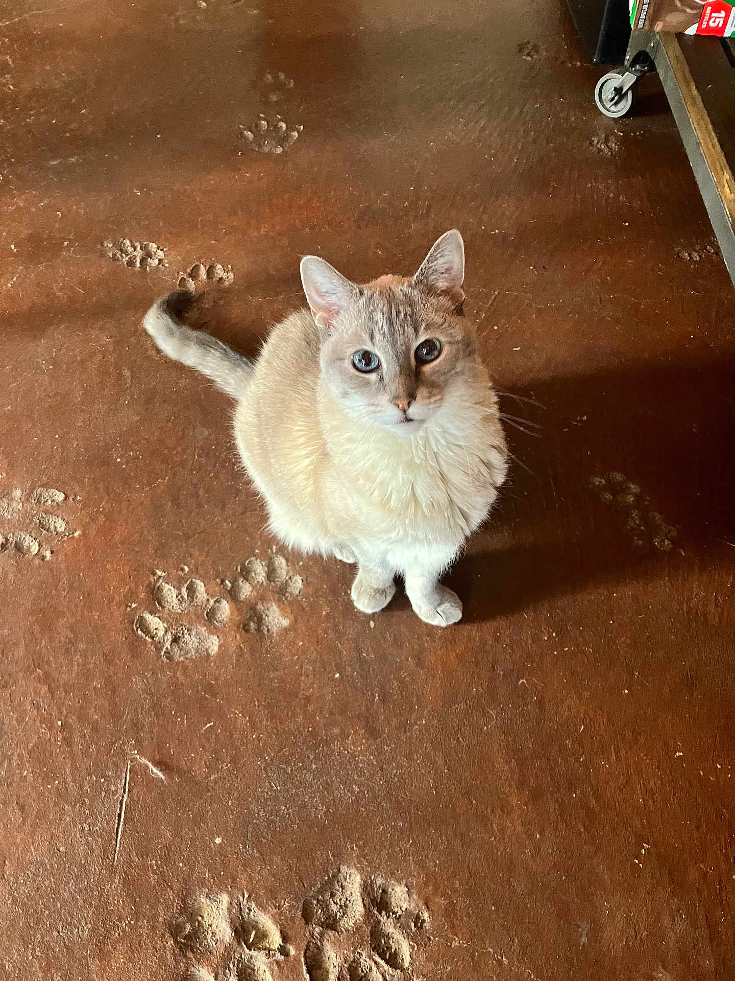 Meesha is registered to the contest to win money with this photo: cat, animal, pet, floor, paw_prints, brown_floor, indoor, feline, curious, blue_eyes, sitting, looking_up, whiskers, ears, tail, fur, cute, domestic_animal, attention, close_up