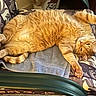 Tiggywiggy joined the competition — help win amazing prizes! cat, orange_tabby, pet, feline, stretching, cushion, chair, towel, indoor, carpet, slippers, relaxed, home, furniture, cozy, paw, sleepy, cute, domestic, resting