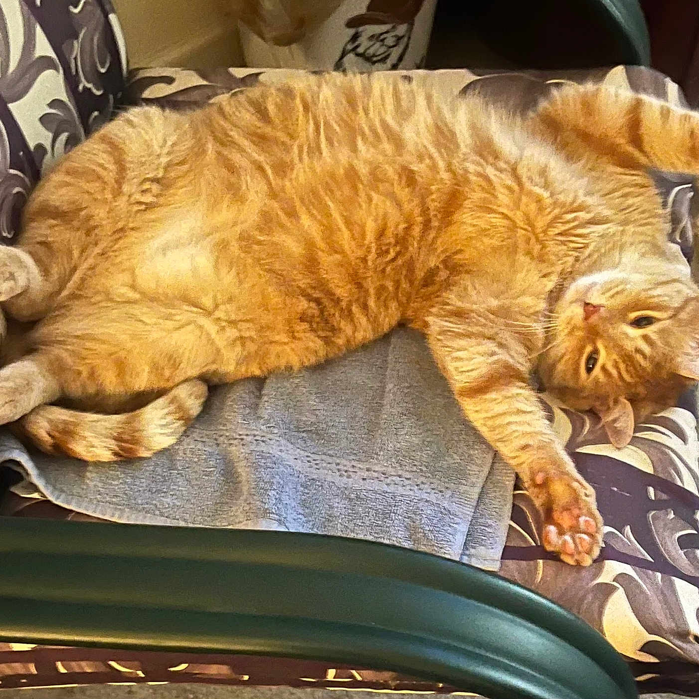 Tiggywiggy joined the competition — help win amazing prizes! cat, orange_tabby, pet, feline, stretching, cushion, chair, towel, indoor, carpet, slippers, relaxed, home, furniture, cozy, paw, sleepy, cute, domestic, resting