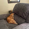 cat, orange_tabby, sleeping, armchair, gray_furniture, indoor, cozy, pet, feline, resting, cushion, living_room, wall_art, painting, window_blinds, domestic_animal, fur, tail, quiet, relaxation