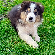 Joy a rejoint le concours — aidez-le/la à gagner de superbes lots ! puppy, dog, grass, outdoor, cute, fluffy, animal, pet, lying_down, young, fur, nature, mammal, adorable, playful, canine, portrait, eyes, snout, collar