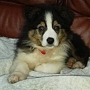 Joy participe au concours pour gagner de l'argent avec cette photo : animal, blanket, canine, collar, cozy, cute, dog, fluffy, front_view, fur, indoor, leather_couch, looking, pet, portrait, puppy, resting, small, tricolor, young_dog