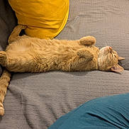 Bloom participe au concours pour gagner de l'argent avec cette photo : animal, cat, comfort, couch, cozy, cute, domestic_cat, feline, fur, gray_couch, home, indoor, orange_tabby, paw, pet, relaxed, resting, sleeping, tail, yellow_pillow