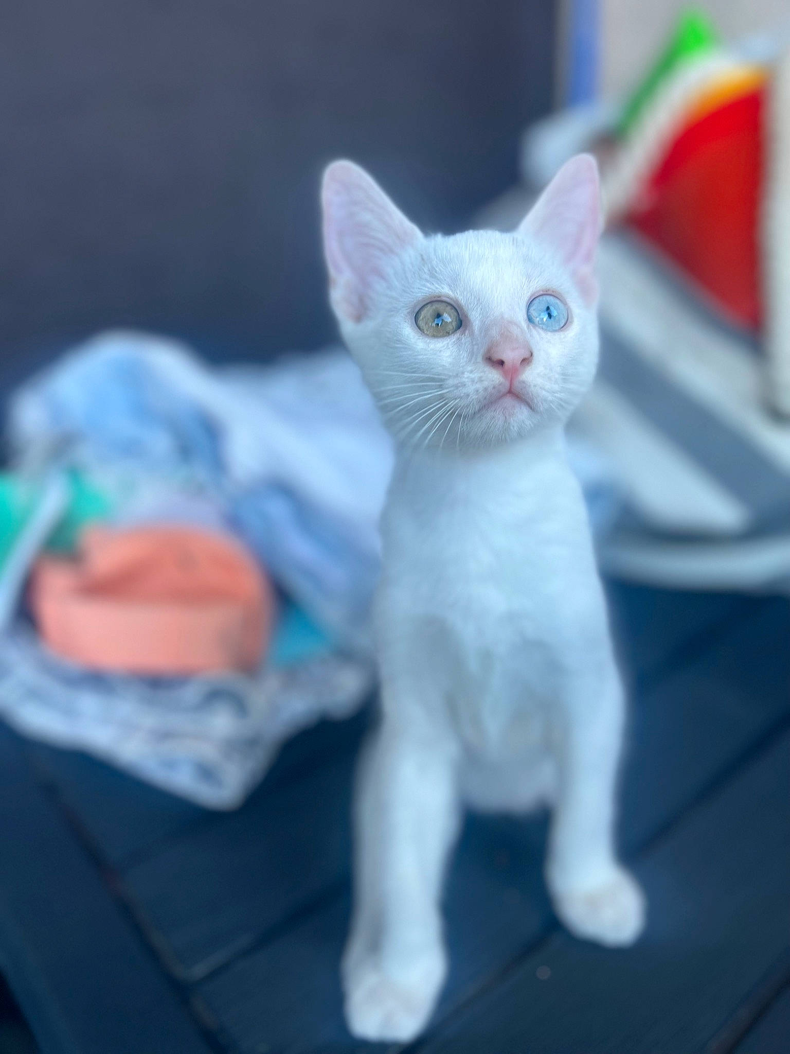 Goku a rejoint le concours — aidez-le/la à gagner de superbes lots ! art, carnivore, cat, comfort, creative_arts, domestic_short_haired_cat, electric_blue, eye, fawn, felidae, fur, grey, head, paw, rex_cat, sitting, small_to_medium_sized_cats, snout, tail, whiskers