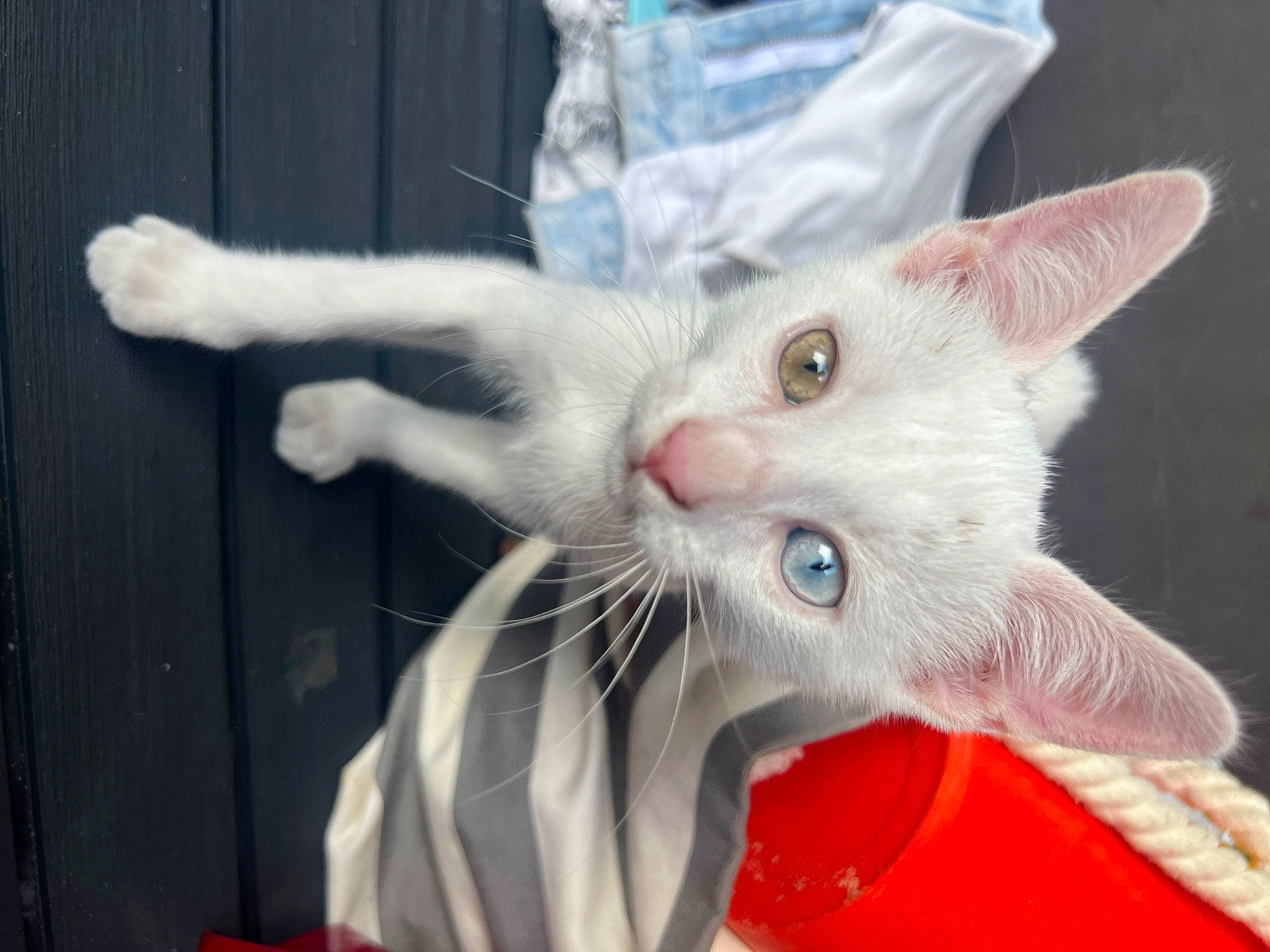 Goku participe au concours pour gagner de l'argent avec cette photo : carnivore, cat, claw, domestic_short_haired_cat, ear, eye, fang, fawn, felidae, foot, fur, gesture, head, nail, paw, photo_caption, small_to_medium_sized_cats, snout, tail, whiskers