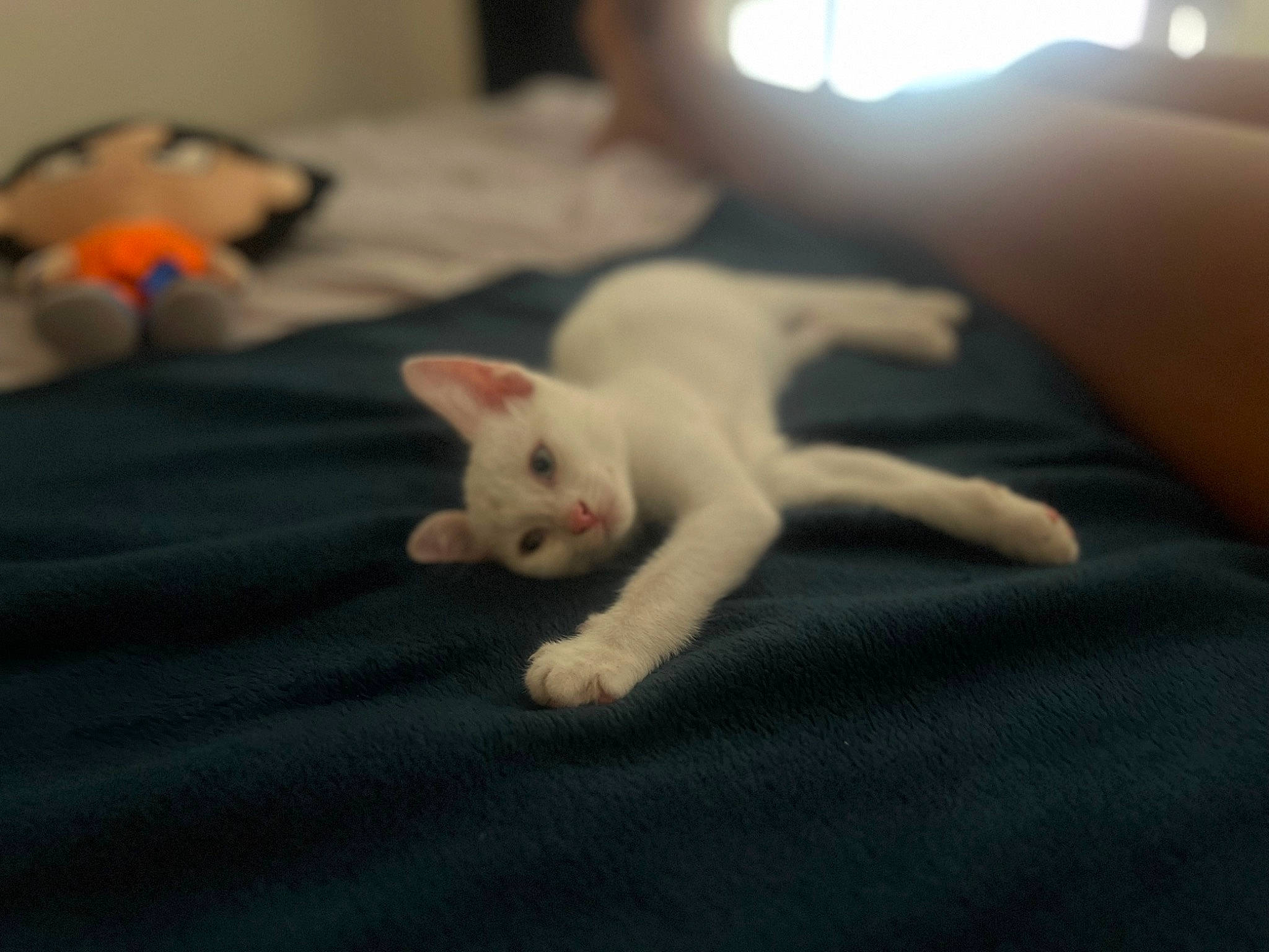 Goku participe au concours pour gagner de l'argent avec cette photo : canidae, carnivore, cat, comfort, dog_breed, domestic_short_haired_cat, felidae, flooring, fur, grey, linens, nap, paw, room, small_to_medium_sized_cats, snout, tail, vertebrate, whiskers, wood