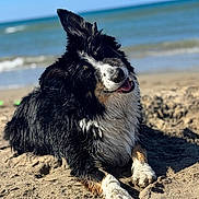 Life a rejoint le concours — aidez-le/la à gagner de superbes lots ! animal, beach, blue_sky, canine, dog, fur, happy, head_tilt, nature, ocean, outdoor, pet, playful, relaxed, sand, smiling, summer, sunny, water, wet_fur