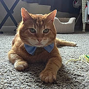 Jaco is registered to the contest to win money with this photo: bow_tie, carpet, cat, cat_bed, close_up, cozy, curtain, ears, feline, ginger_cat, green_eyes, indoor, lying_down, paws, pet, portrait, toy, whiskers, wicker_chair, window