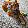 Jaco is registered to the contest to win money with this photo: adorable, blue_bow, bow_tie, carpet, cat, close_up, ears, feline, fur, ginger_cat, indoor, orange_cat, paws, pet, pet_bed, plush_toy, portrait, relaxed, toy_corn, whiskers