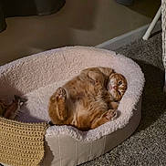 Jaco is registered to the contest to win money with this photo: cat, ginger_cat, tabby, pet, indoor, bed, pet_bed, fluffy_bed, belly_up, paws, whiskers, cozy, carpet, blanket, wicker_chair, curtain, window, soft_lighting, relaxed, portrait