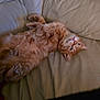 cat, ginger_cat, orange_tabby, tabby, pet, lying_on_back, sofa, leather_sofa, couch, red_blanket, paws, whiskers, fur, relaxed, cozy, indoor, pet_bed, portrait, eye_contact, sleepy