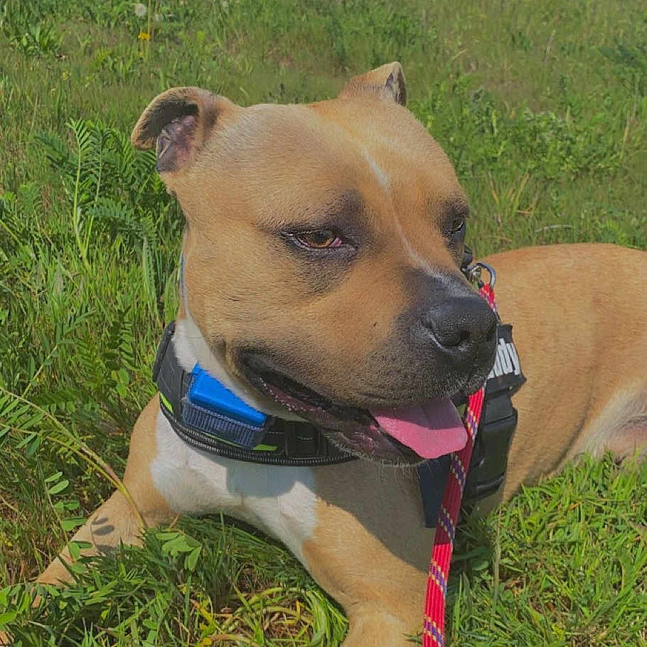 Spike a rejoint le concours — aidez-le/la à gagner de superbes lots ! accessories, animal, boxer, bulldog, canine, dog, field, grass, grassland, green, lawn, leash, nature, outdoors, pet, plant, puppy, strap, tree, vegetation