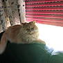 Timba a rejoint le concours — aidez-le/la à gagner de superbes lots ! cat, orange_cat, fluffy, long_hair, pet, feline, window, blinds, curtain, sofa, leather_sofa, indoor, sunlight, backlit, whiskers, paw, relaxed, portrait, living_room, cozy