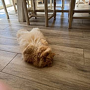 Timba participe au concours pour gagner de l'argent avec cette photo : cat, ginger_cat, fluffy, persian, pet, indoor, wooden_floor, chairs, furniture, lying_on_back, whiskers, paws, long_hair, cozy, sunlight, home_interior, curled, gaze, playful, domestic_cat