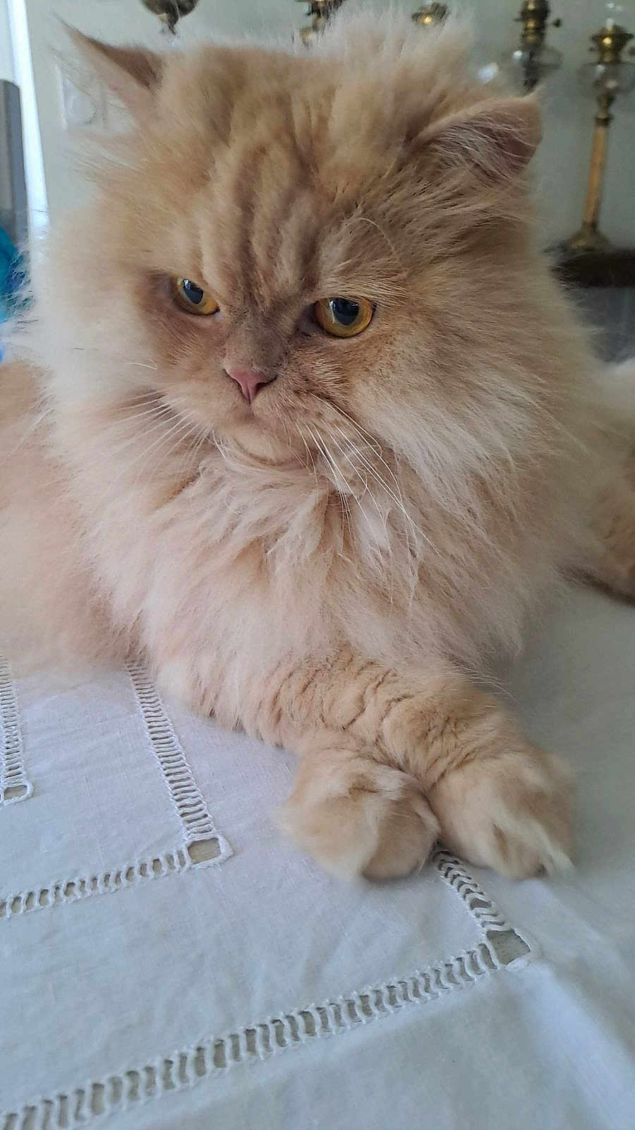 Timba a rejoint le concours — aidez-le/la à gagner de superbes lots ! cat, persian_cat, fluffy, orange_cat, feline, close_up, portrait, whiskers, paws, tablecloth, indoor, pet, amber_eyes, long_fur, ears, relaxed, sitting, candlestick, home_interior, cute