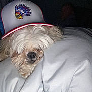 Cocoa is registered to the contest to win money with this photo: dog, blanket, hat, sleeping, indoor, cozy, shaggy_fur, resting, bed, pillow, dark_background, animal, pet, cute, relaxed, wearing_hat, face_hidden, domestic, companion, quiet