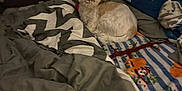 Cocoa joined the competition — help win amazing prizes! dog, bed, blanket, pillow, indoor, furniture, animal, pet, cozy, sleeping, fabric, pattern, comfort, small_dog, resting, fur, cute, home, room, decor