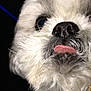 Cocoa is registered to the contest to win money with this photo: dog, close_up, white_fur, tongue, pet, animal, cute, fluffy, face, nose, whiskers, fur, portrait, dark_background, black, blue_light, muzzle, expression, domestic_animal, canine